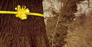 Tie a Yellow Ribbon Round the Ole Oak Tree