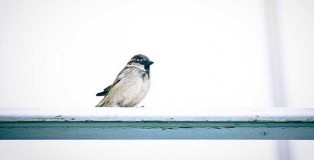alone_bird