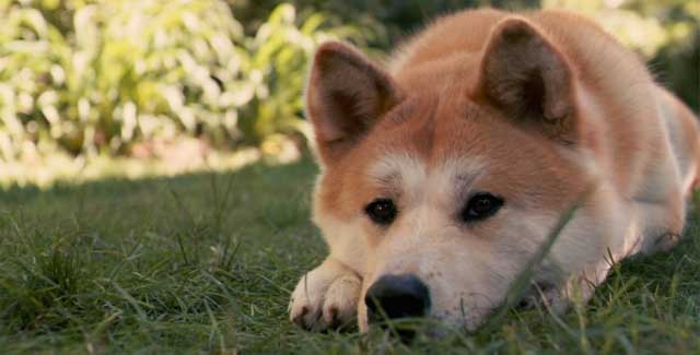 Hachikō – chú chó đứng đợi chủ 9 năm ở sân ga