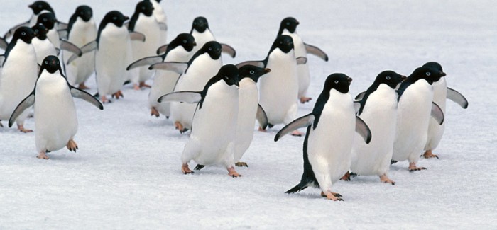 Chuyện hôm nay: Chuyện bọn chim cánh cụt