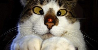 cross-eyed cat