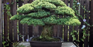 bonsai-hiroshima