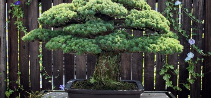 Cây bonsai sống sót trong vụ đánh bom ở Hiroshima